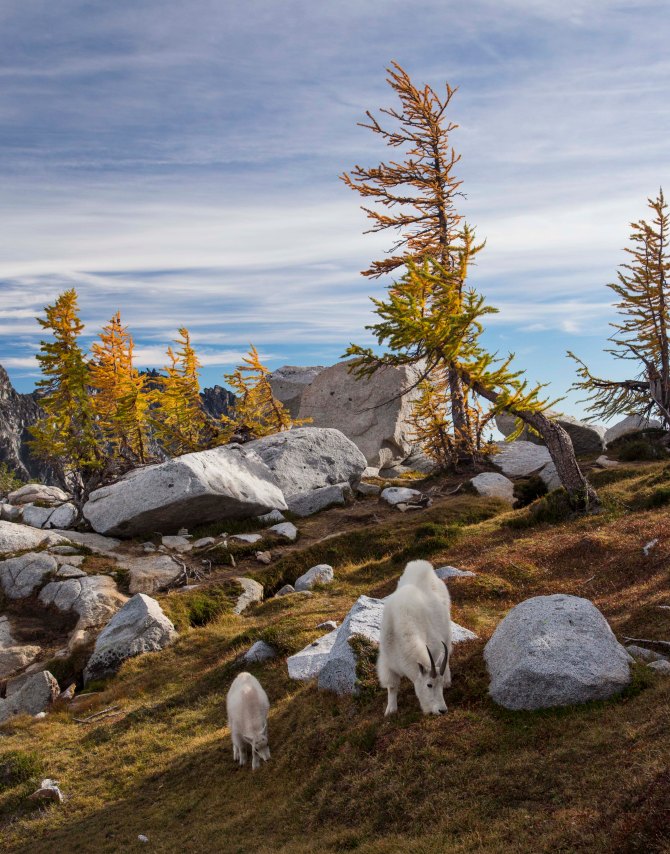 Enchantments and Mountain Goats 