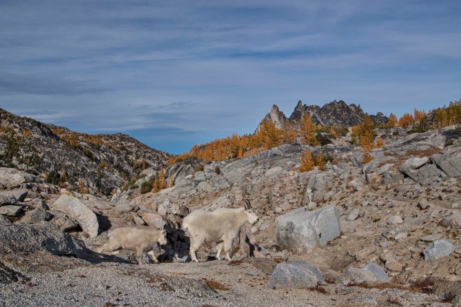 Enchantments and Mountain Goats 