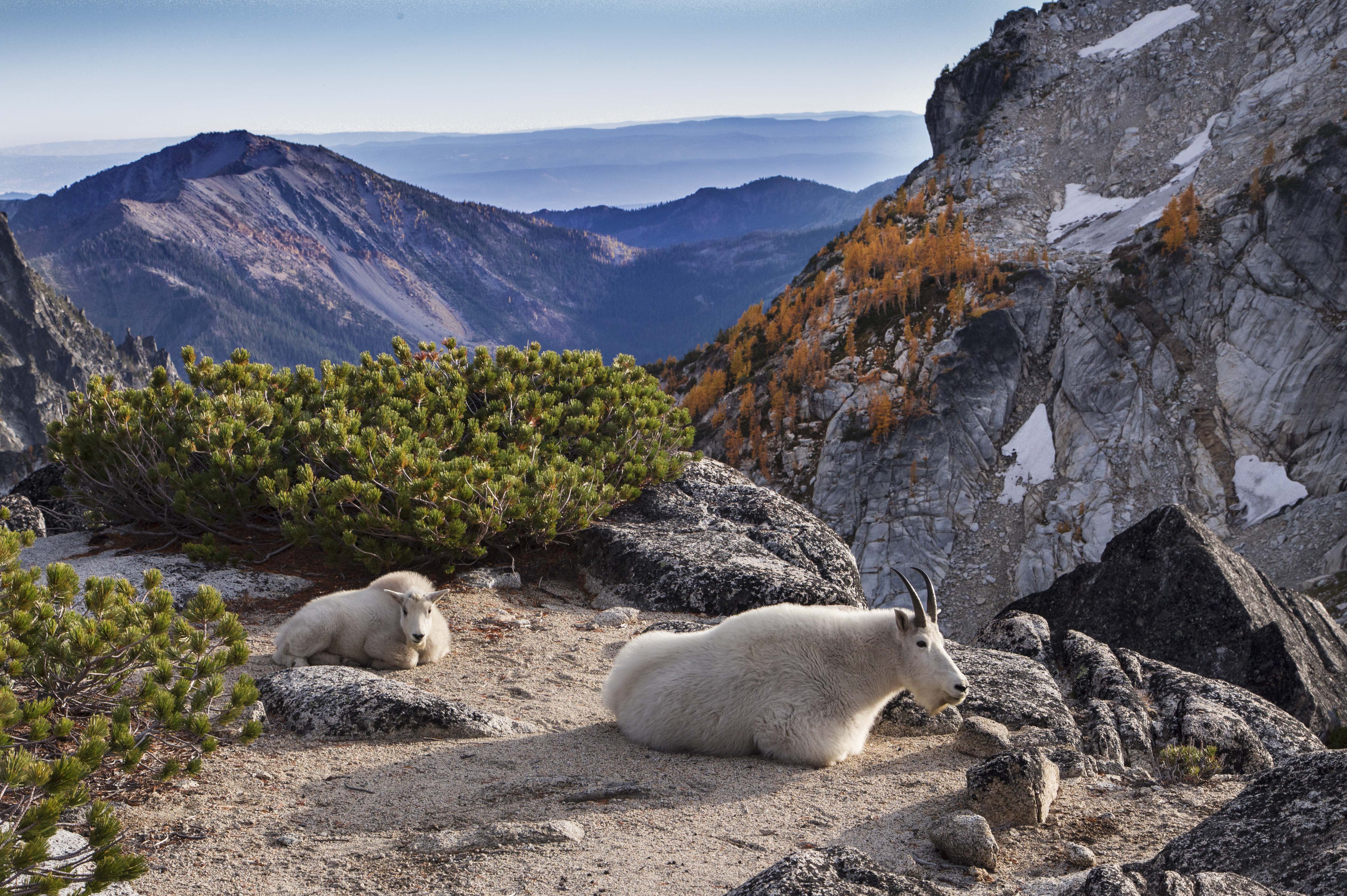 Enchantments and Mountain Goats