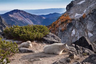 Enchantments and Mountain Goats 
