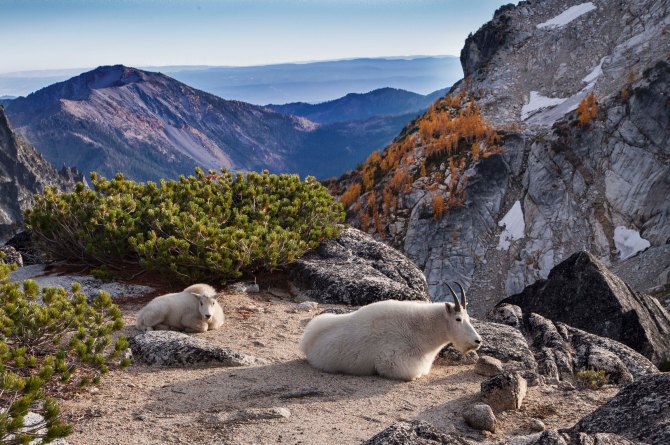 Enchantments and Mountain Goats 