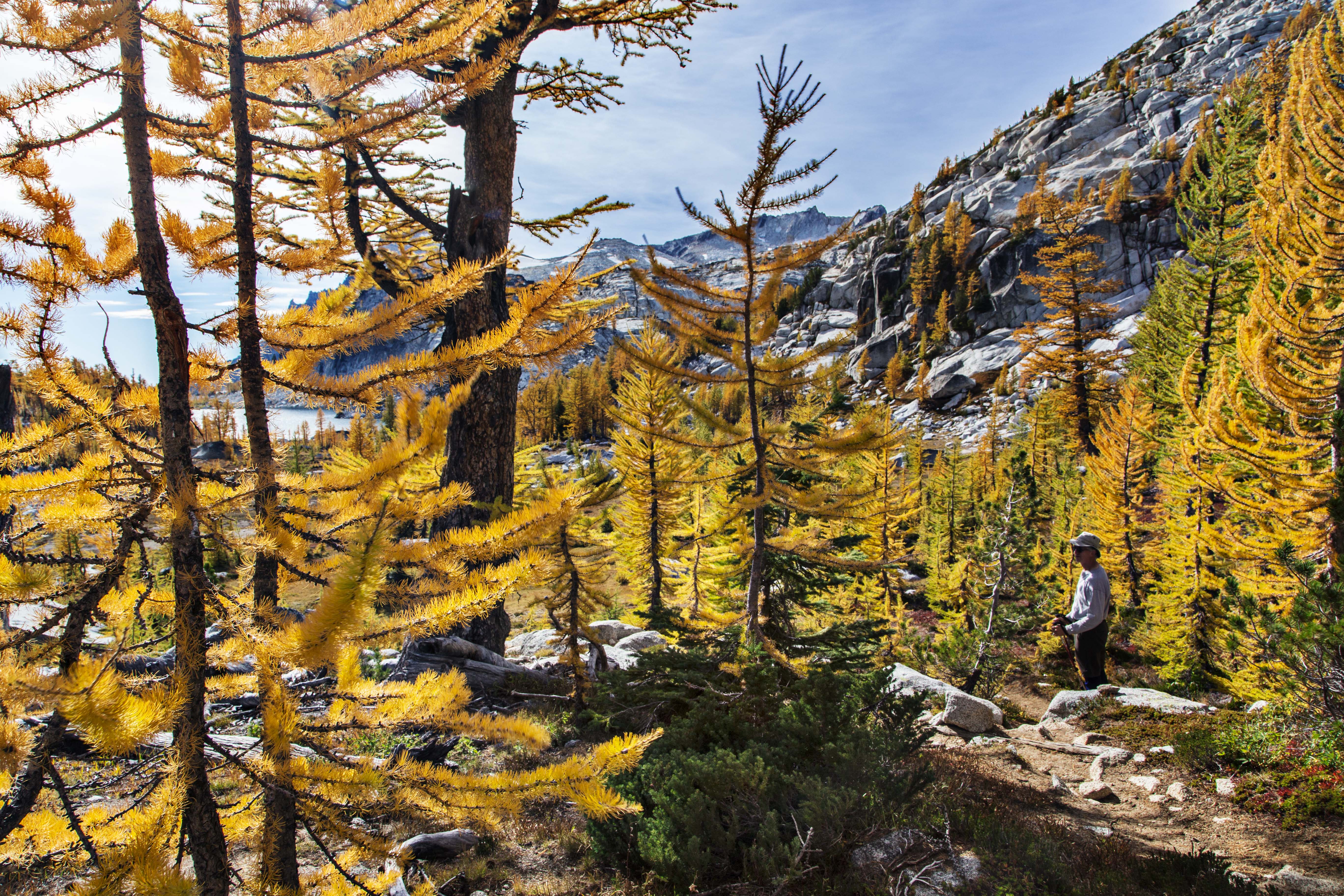 Trees along the trail to Prussik Pass
