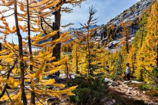 Trees along the trail to Prussik Pass
