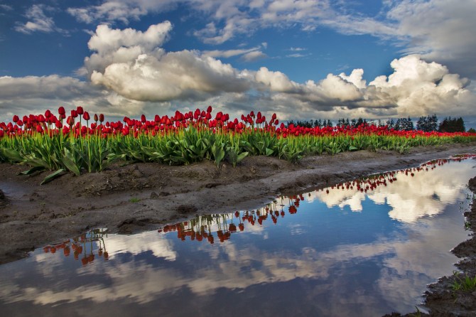 Red Tulips in Skagit Valley