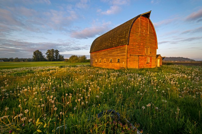 Barn and Dandelions