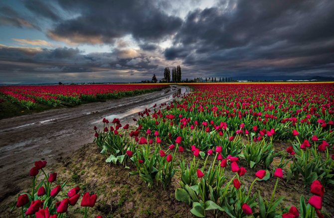 Tulips and Stormy Skies