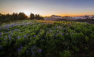 Mount Shuksan from Skyline Divide