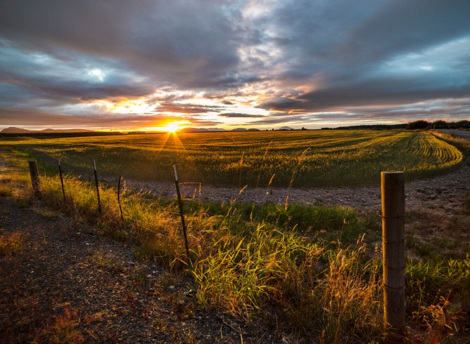 Wheat Field at Sunset