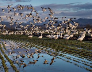 Snow Geese on Fir Island