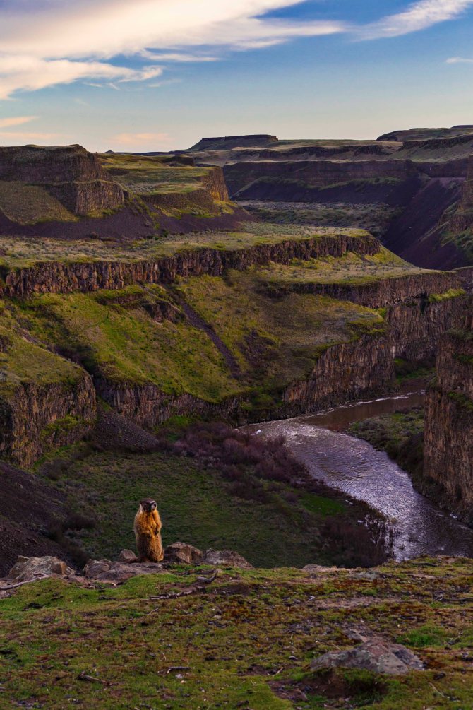 Yellow Bellied Marmot