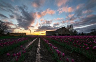 Skagit_Valley_Tulip_Festival 2015_13