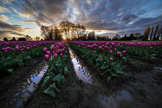 Skagit_Valley_Tulip_Festival 2015_3