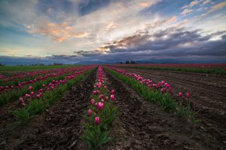 Skagit Valley Tulips 2015