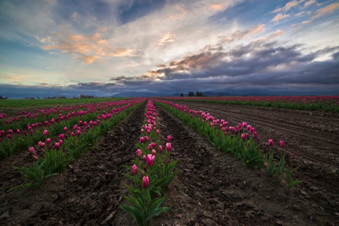 Skagit Valley Tulips 2015