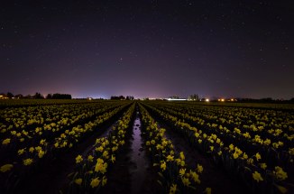Skagit_Valley_Daffodil_Festival 2015_3