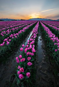 Skagit_Valley_Tulip_Festival_1