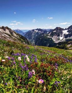 Wildflowers on Sahale Arm 2