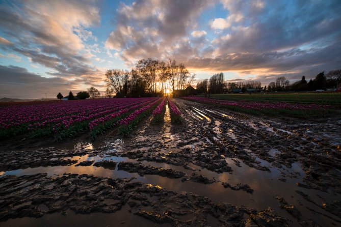 Skagit_Valley_Tulip_Festival 2015_1