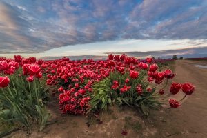 SKAGIT VALLEY TULIPS