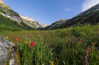 Spider Meadows Wildflowers 6