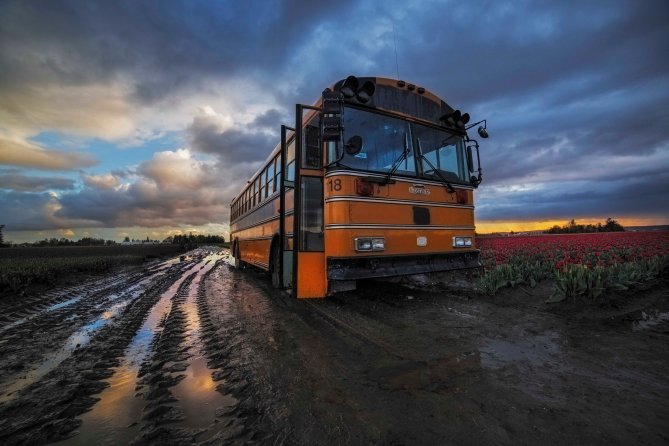 tulips-mud-and-bus