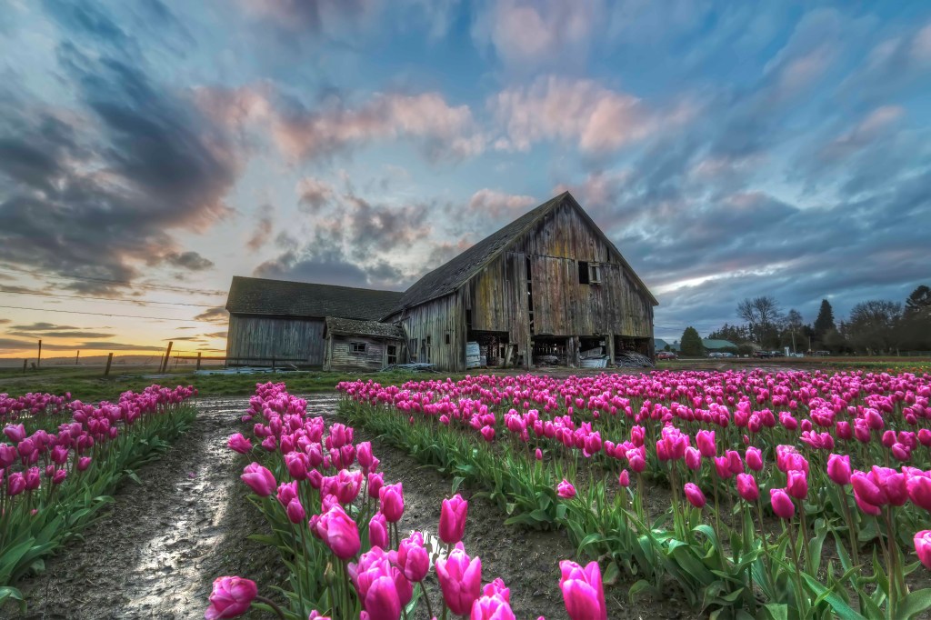 April - Tulips