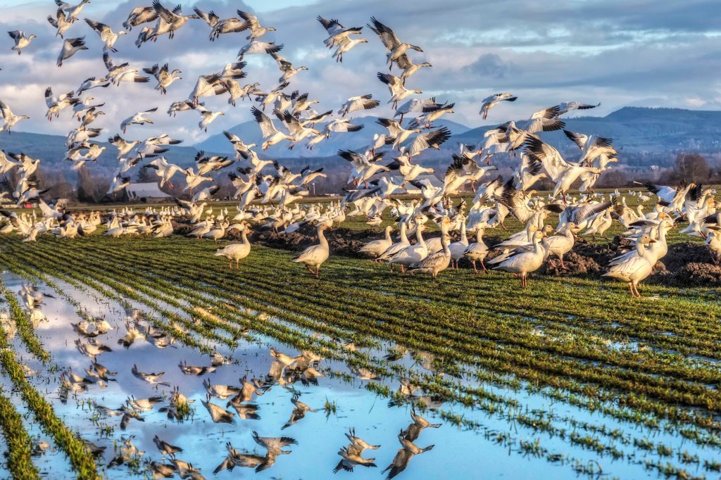 January - Snow Geese